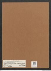 Campylodiscus adornatus A. Schm. (de-Toni-Nr.: Genus 57, Species 2467) Zeichnungen Sammlung Grunow Mappe 02642 (Herbarium_W_Grunow_drawings_Folder_02642)